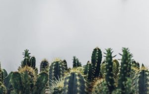 cactus suculentas