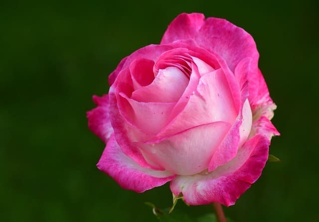 Plantar rosas en macetas, consejos y cuidados - El Jardín de Atrás